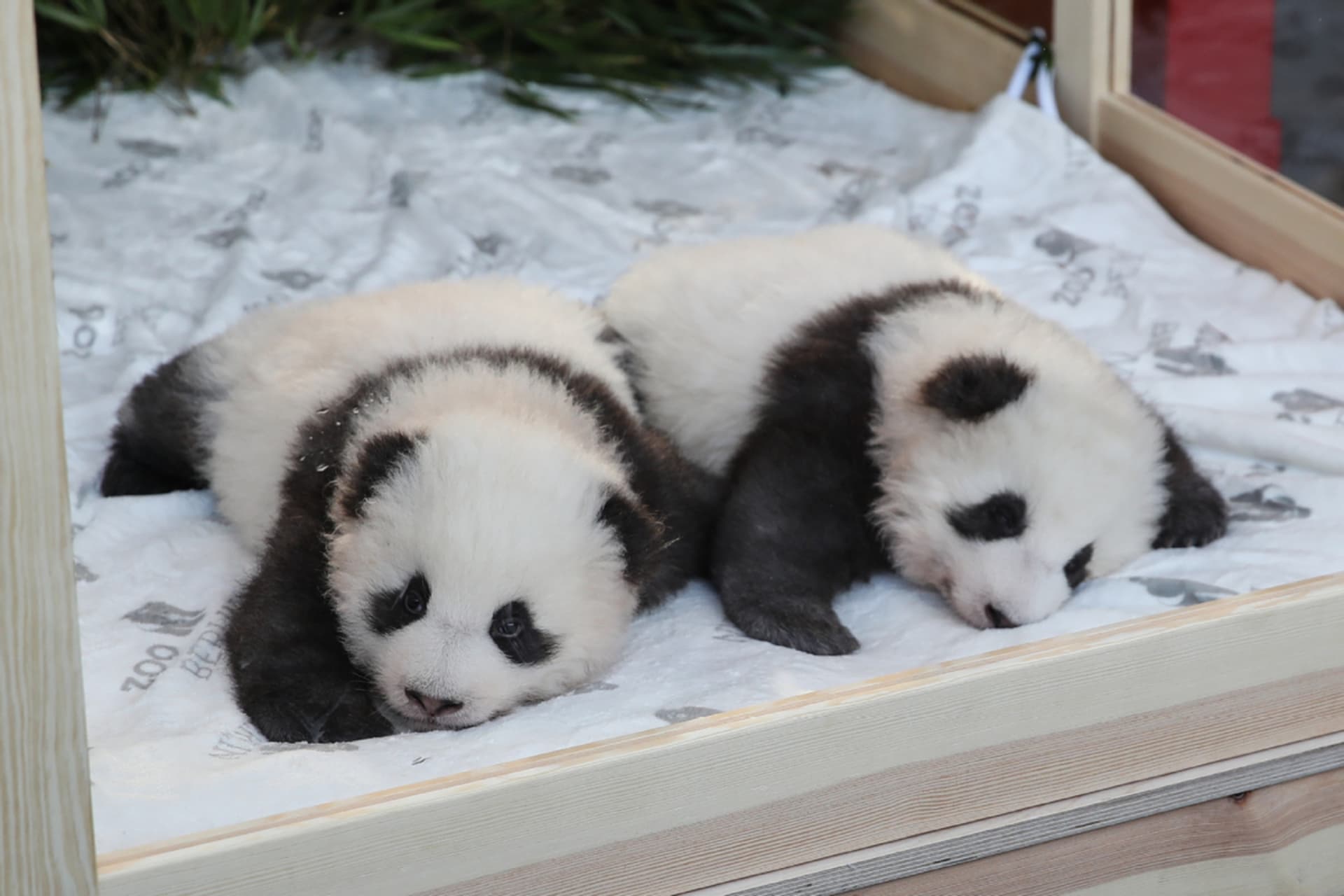 Pandí dvojčata si návštěvníci berlínské zoo příliš neužijí. Zdroj: Berlin Zoo