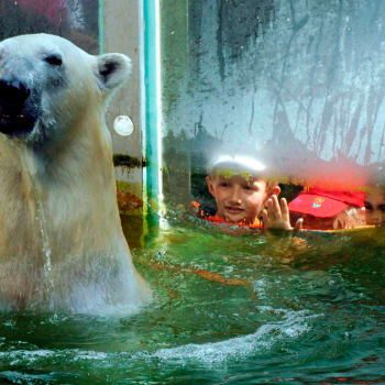 Lední medvěd Vitus se o svůj život zatím bát nemusí - na řadu přijde jako poslední. Zdroj: Tierpark Neumünster
