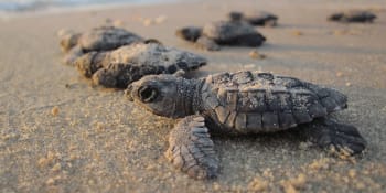 Mořské želvy se vrací na dříve přelidněné pláže díky opatřením během koronaviru  