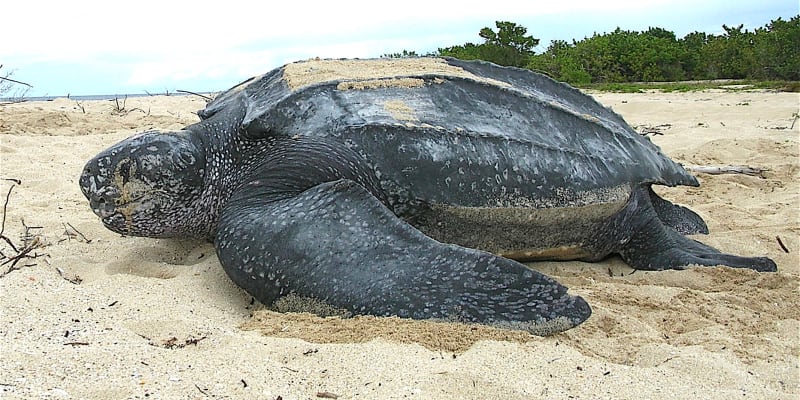 Ta je největším zástupcem mořských želv a její krunýř dorůstá do velikosti více jak dvou metrů.