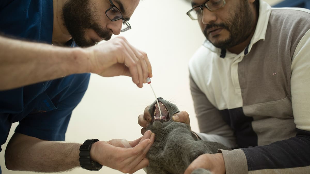 Testování koček (Zdroj: Maya Alleruzzo/AP)
