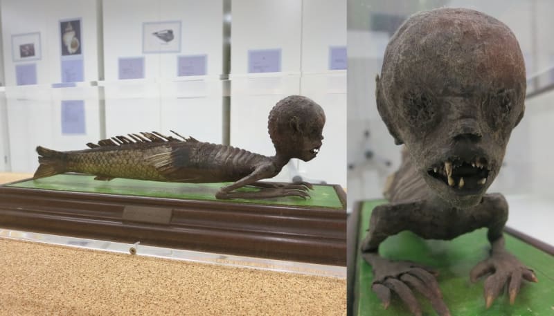 Nechybí ani „mořská panna“ ze sbírky Skotských národních muzeí, jejíž zadní část je vytvořena preparací tichomořského pyskouna, hlava a hruď jsou uměle vyrobeny a v ústech je vložena rybí čelist.