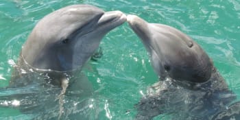 Návrat delfínů a velryb je pozitivním dopadem koronaviru, míní biolog