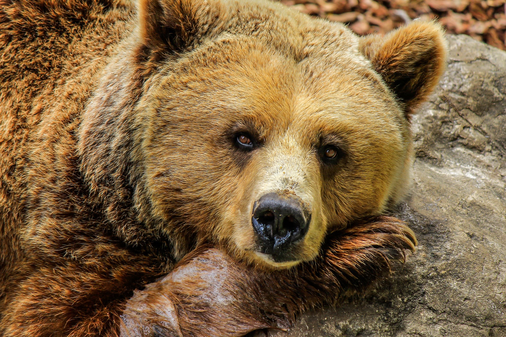 Medvěd ve výběhu pražské ZOO