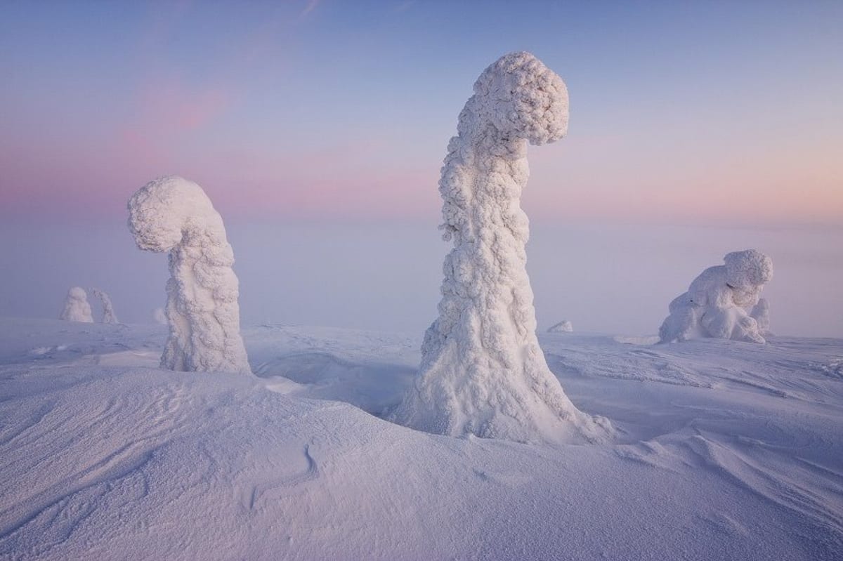 Zmrzlé a zasněžené stromy ve finském Laponsku vypadají jako severští strážci země.