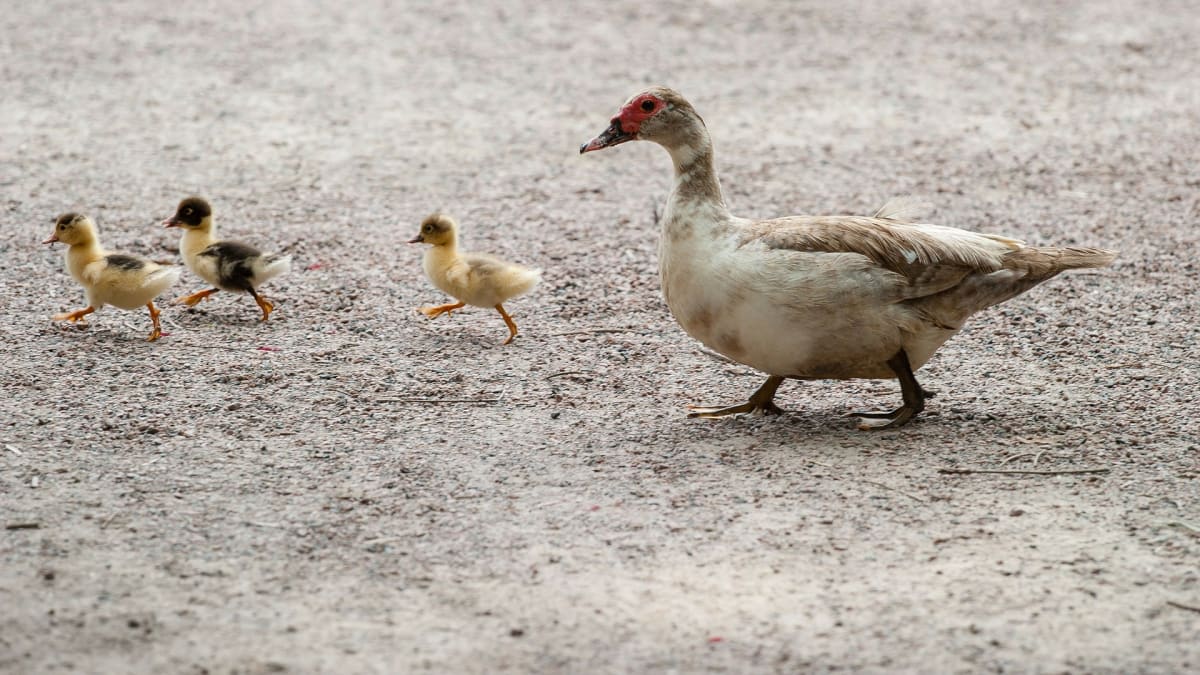 Matku kachnu čeká po vylíhnutí mláďat nebezpečná cesta.
