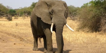 Tragédie v ugandském národním parku. Slon napadl a zabil kolumbijského vědce 