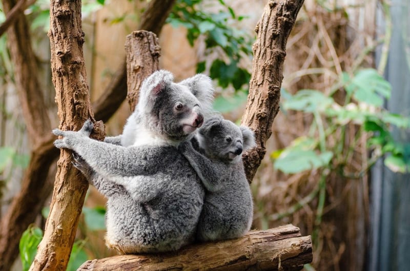 Koala a její mládě