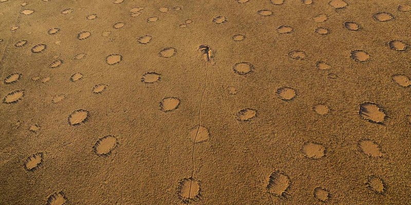 Píseční termiti požíráním půdy na některých místech vytváří takzvané kouzelné kruhy