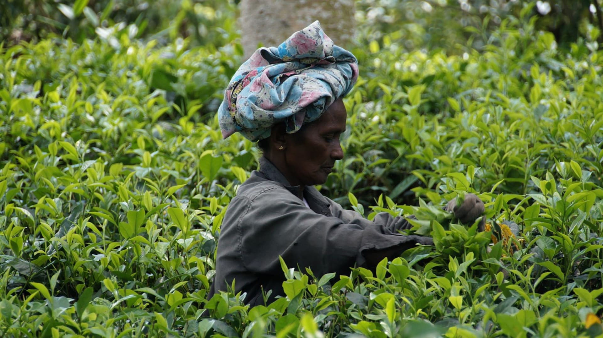 Sklizeň čaje na Srí Lance, která patří mezi pět zemí, které se na celosvětovém vývozu čaje podílejí 82 procenty.