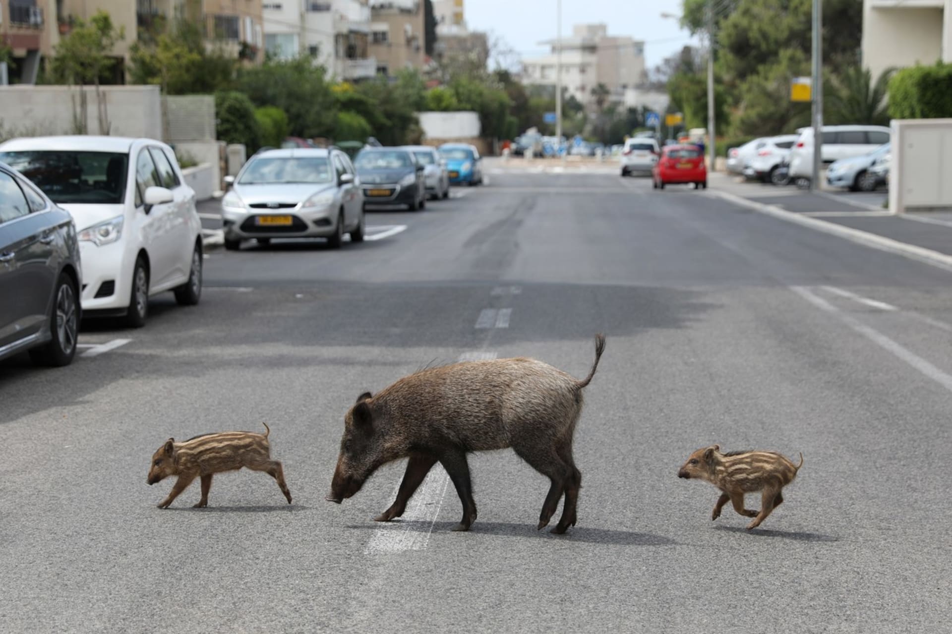 V izraelském městě Haifa se ulicemi prochází divoká prasata.