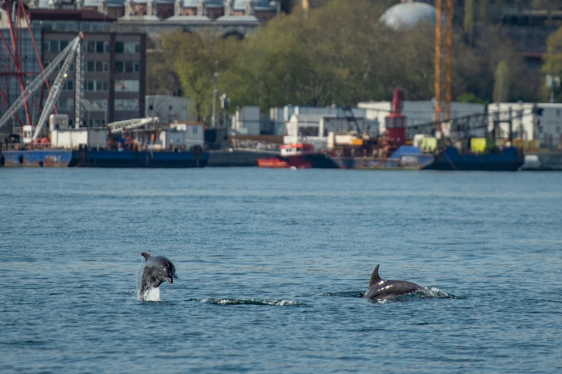 Snížený ruch v istanbulském průlivu Bospor přilákal delfíny.