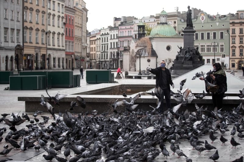 Lidé jsou doma a holuby ve městech nemá kdo krmit. Ani ty v polském Krakově.