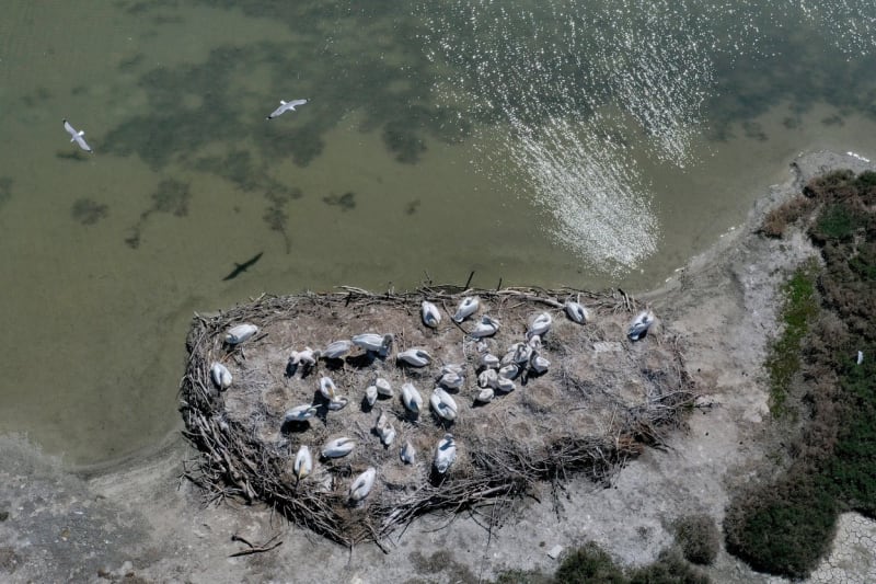K pobřeží Albánie se ve velkém vrací také pelikáni.
