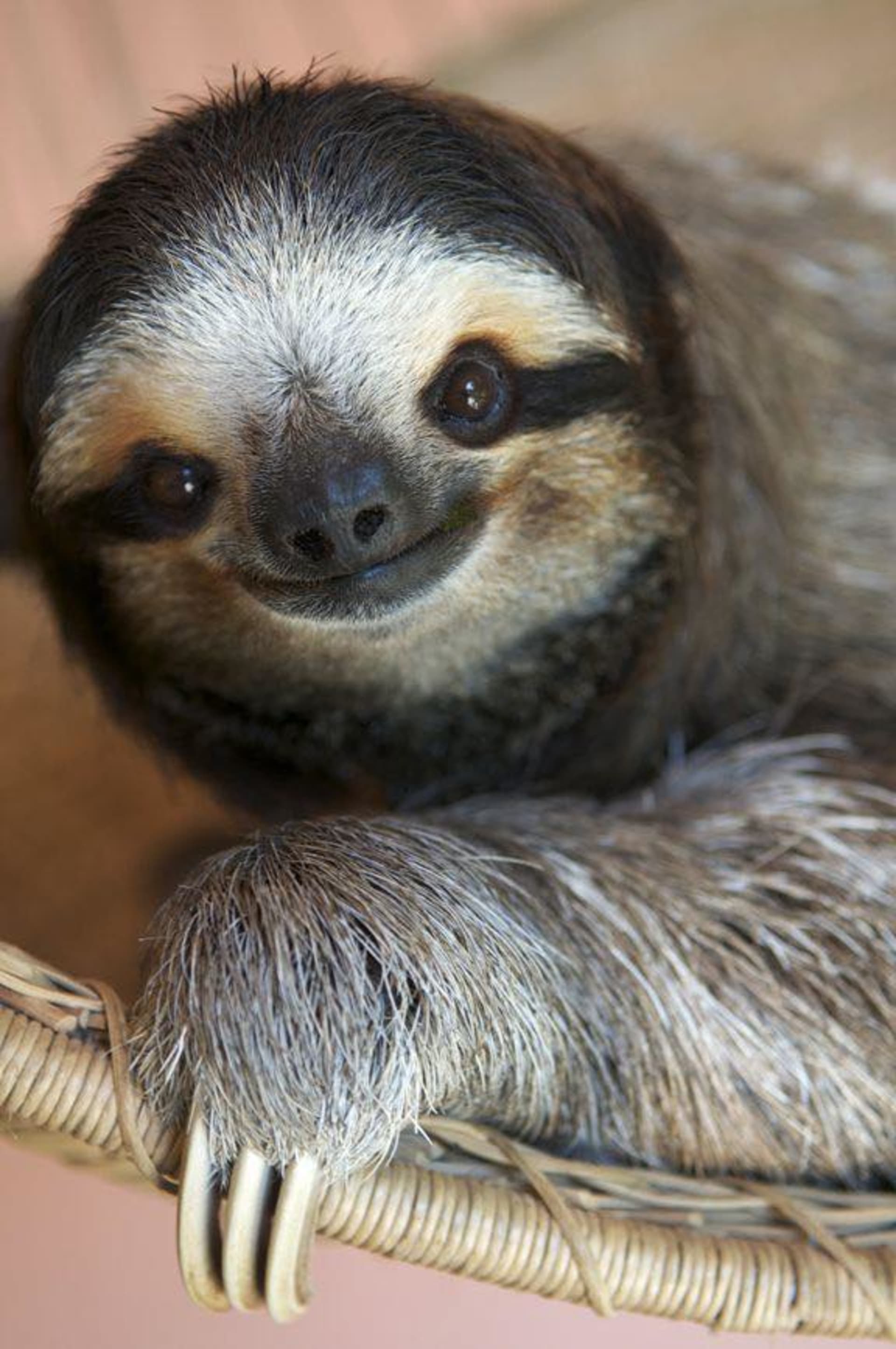 První obyvatelka azylu, Buttercup, se dožila 27 let. Zemřela loni. Zdroj: Sloth Sanctuary