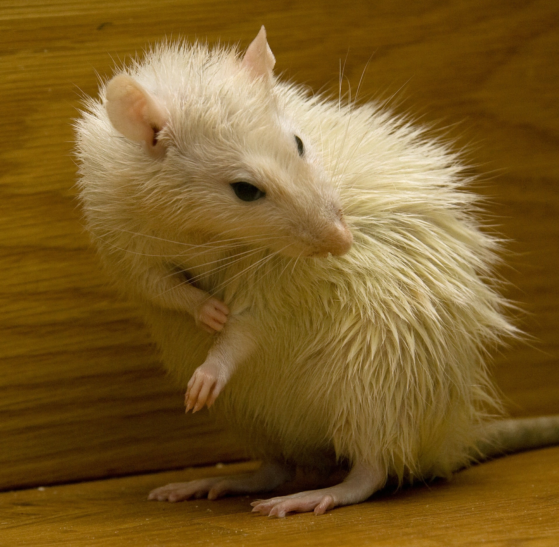 Myši i potkani patří mezi velice čistotná zvířata.