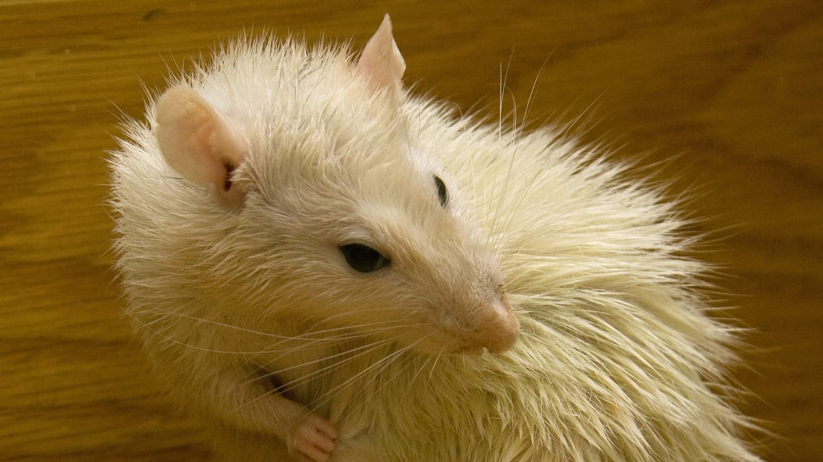 Myši i potkani patří mezi velice čistotná zvířata.