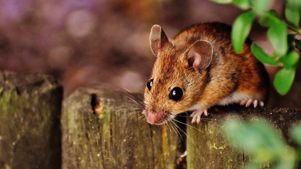 Myši patřily dlouhou dobu mezi podceňovaná zvířata.