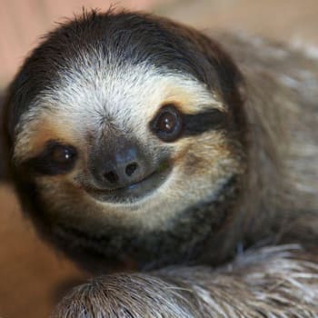 První obyvatelka azylu, Buttercup, se dožila 27 let. Zemřela loni. Zdroj: Sloth Sanctuary