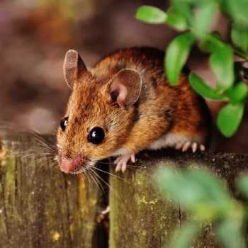 Myši patřily dlouhou dobu mezi podceňovaná zvířata.