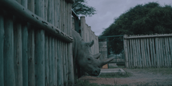 Záchrana nosorožců bílých. Zabránit jejich vyhynutí by mohlo umělé oplodnění