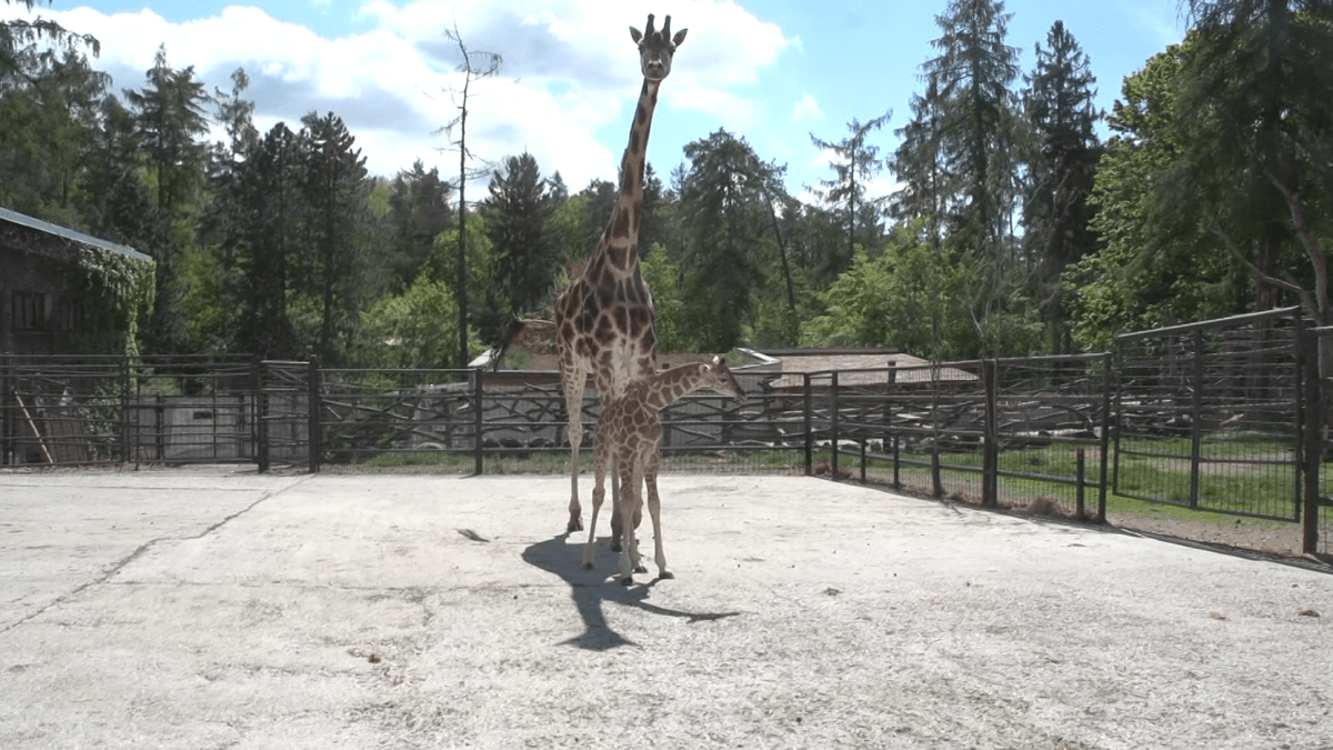 Nově narozené žirafátko.