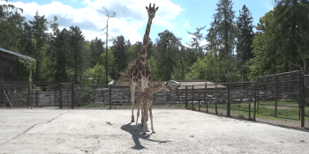 Žirafí mládě spadlo po porodu do pečlivě přichystané podestýlky