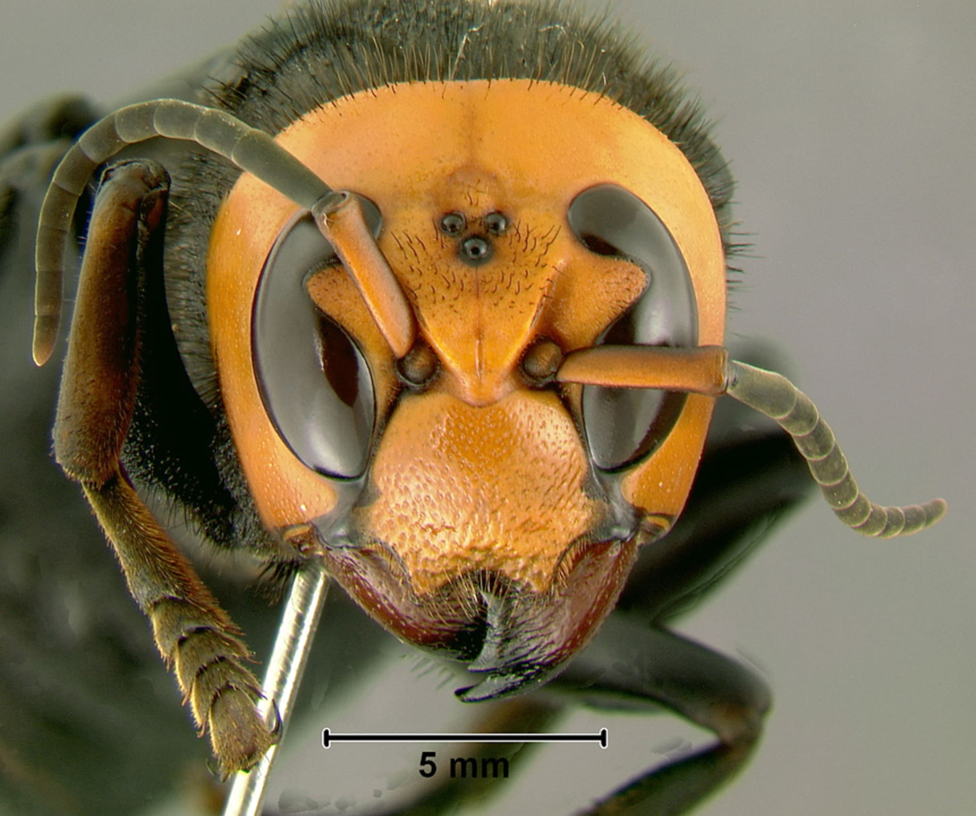 Sršeň mandarínská má tak silný chitinový krunýř, že jím žihadla včel medonosných neprojdou. Zdroj:  Gary Alpert at en.wikipedia