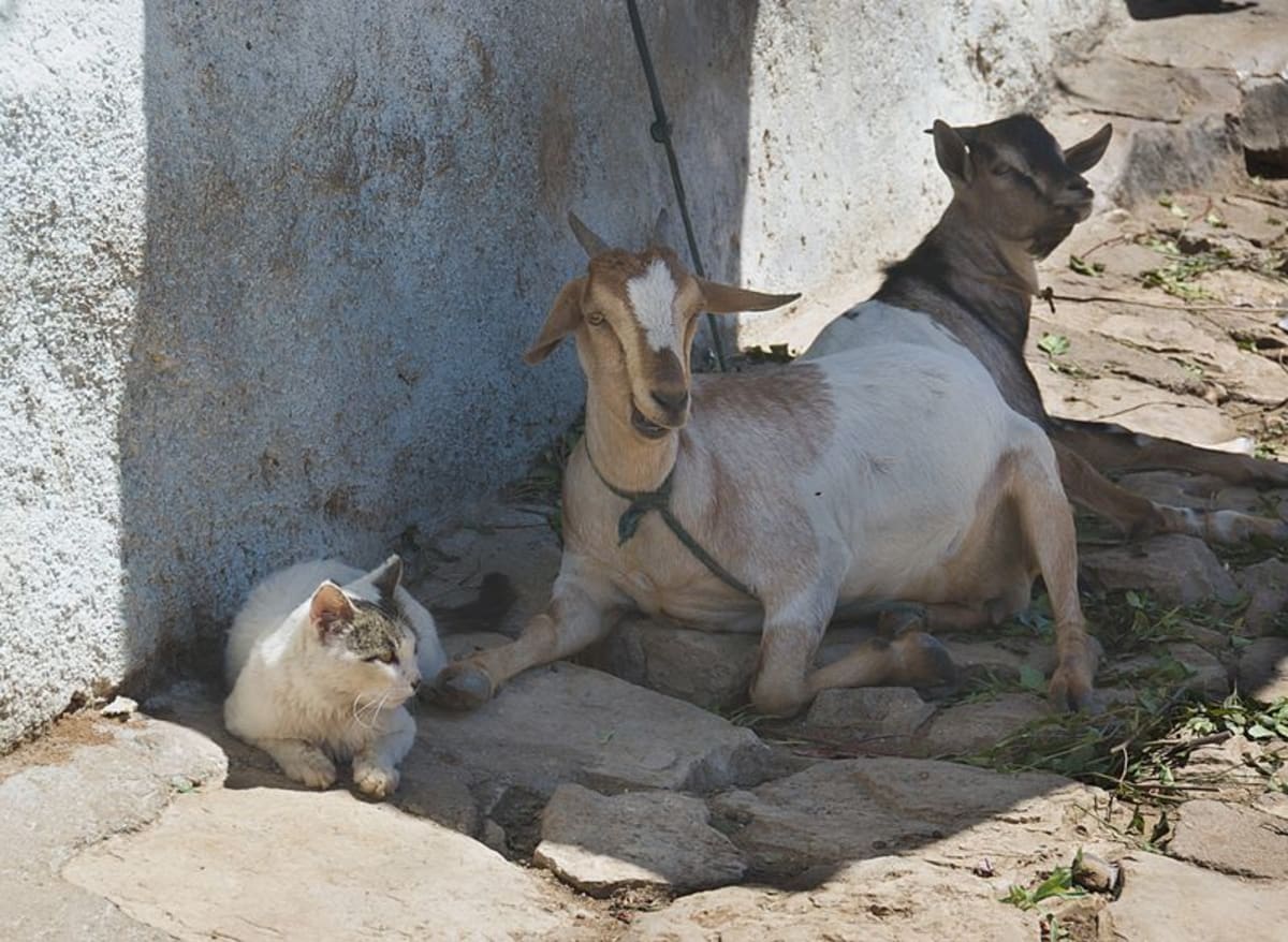 Najčastěji k sobě zvířata najdou cestu v zajetí. Zdroj: commons.wikimedia.org