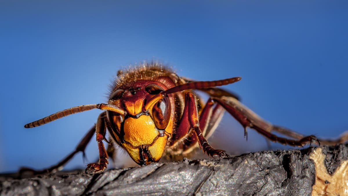 Sršeň obecná má v hmyzí říši své místo - tak, jako každý predátor v přírodě. 