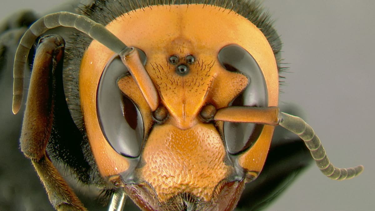 Sršeň mandarínská má tak silný chitinový krunýř, že jím žihadla včel medonosných neprojdou. Zdroj:  Gary Alpert at en.wikipedia