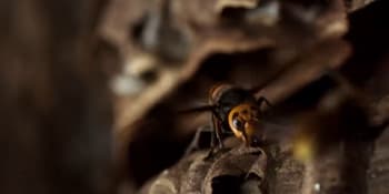 Obří sršeň mandarínská děsí USA: Je extrémně jedovatá a likviduje včelstva