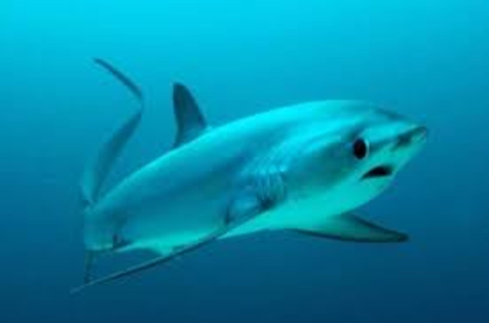 Drtivá většina ploutví patřila liškounům, ohroženému druhu žraloků. Zdroj: WIkipedia
