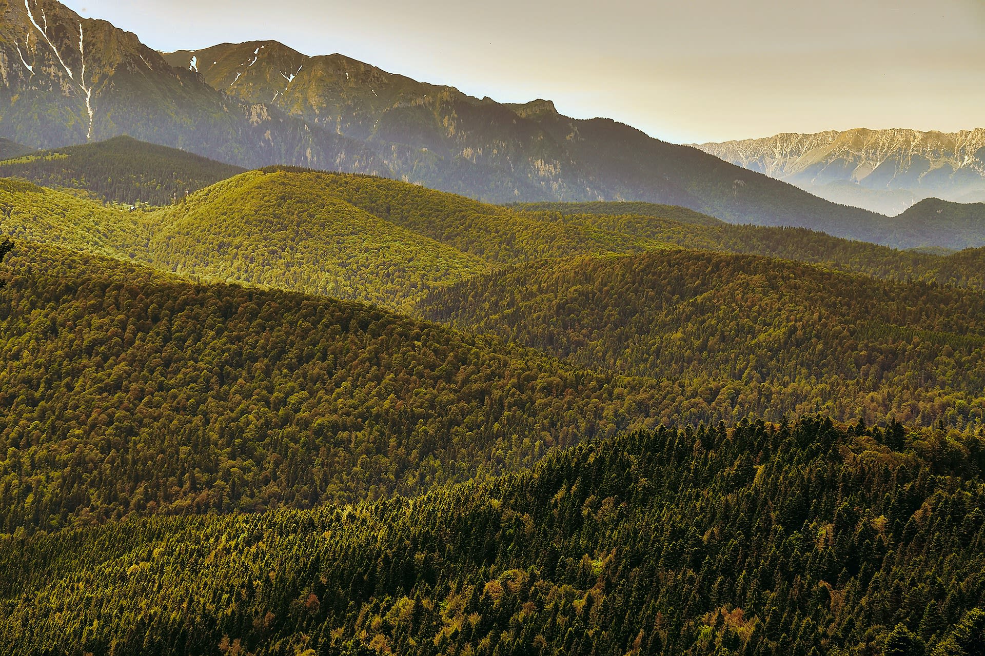 Rumunské lesy patří mezi nejrozsáhlejší zachovalé původní ekosystémy.