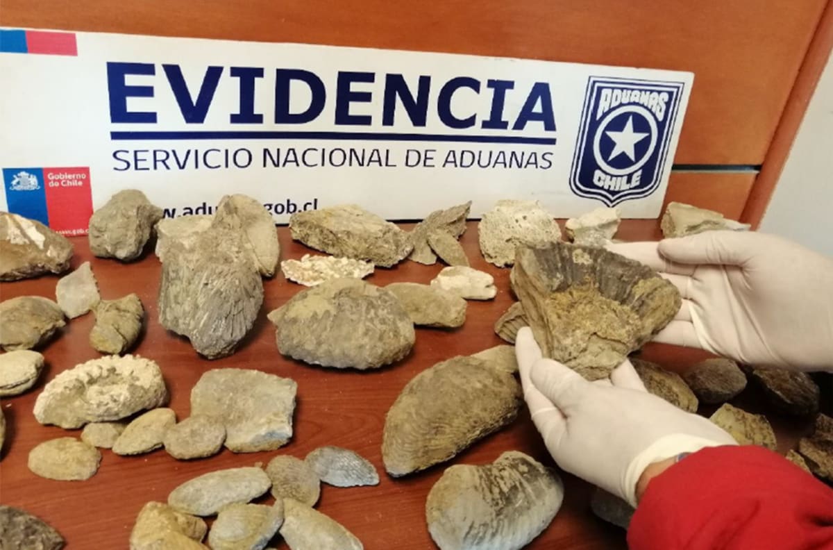 V Chile celníci u zlodějů odhalili vzácné zkameněliny.
