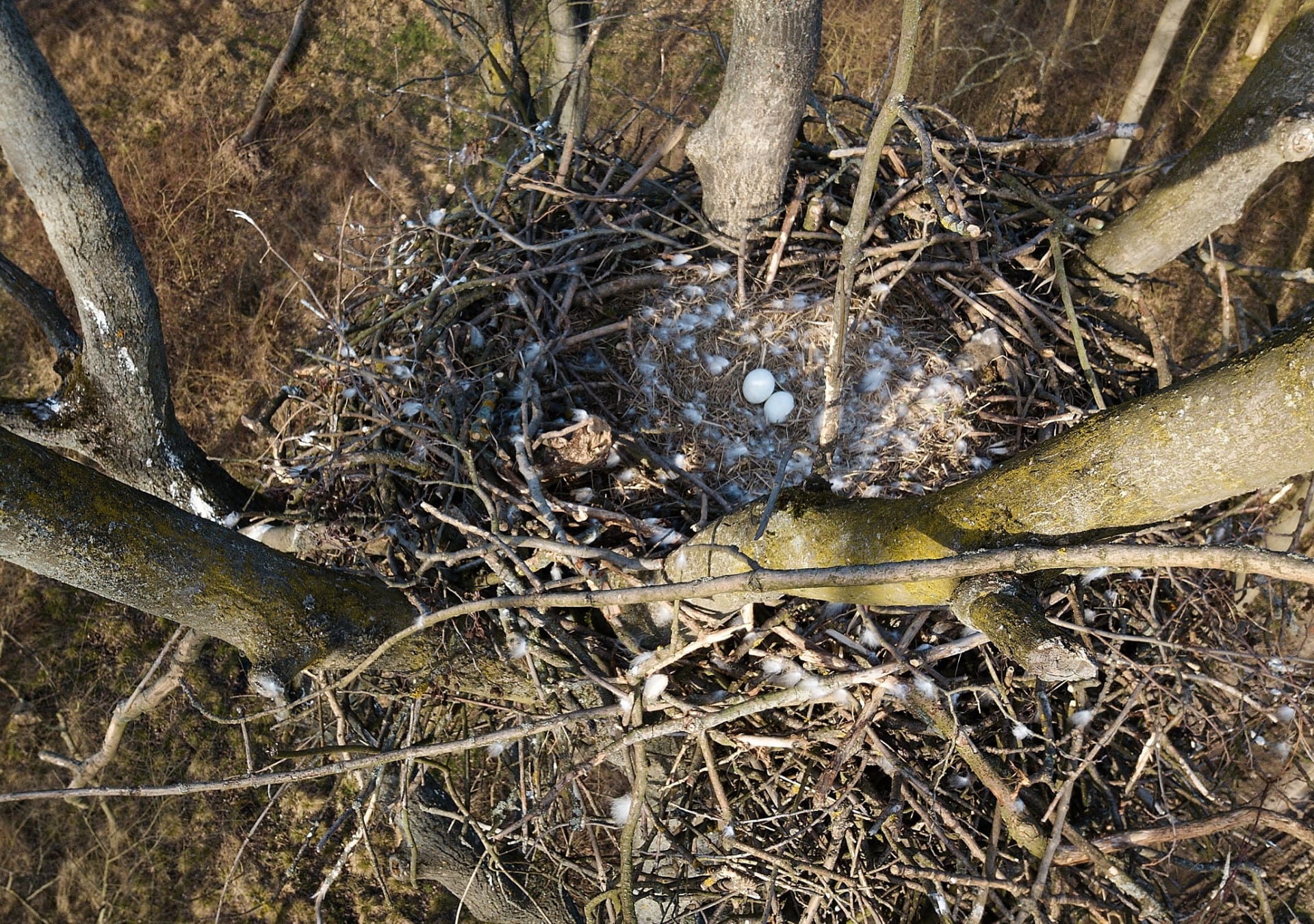 Kontrola hnízda ukázala dvě zastydlá vejce. Foto: Tomáš Bělka/ČSO