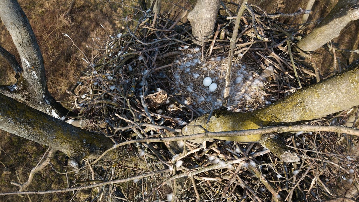 Kontrola hnízda ukázala dvě zastydlá vejce. Foto: Tomáš Bělka/ČSO