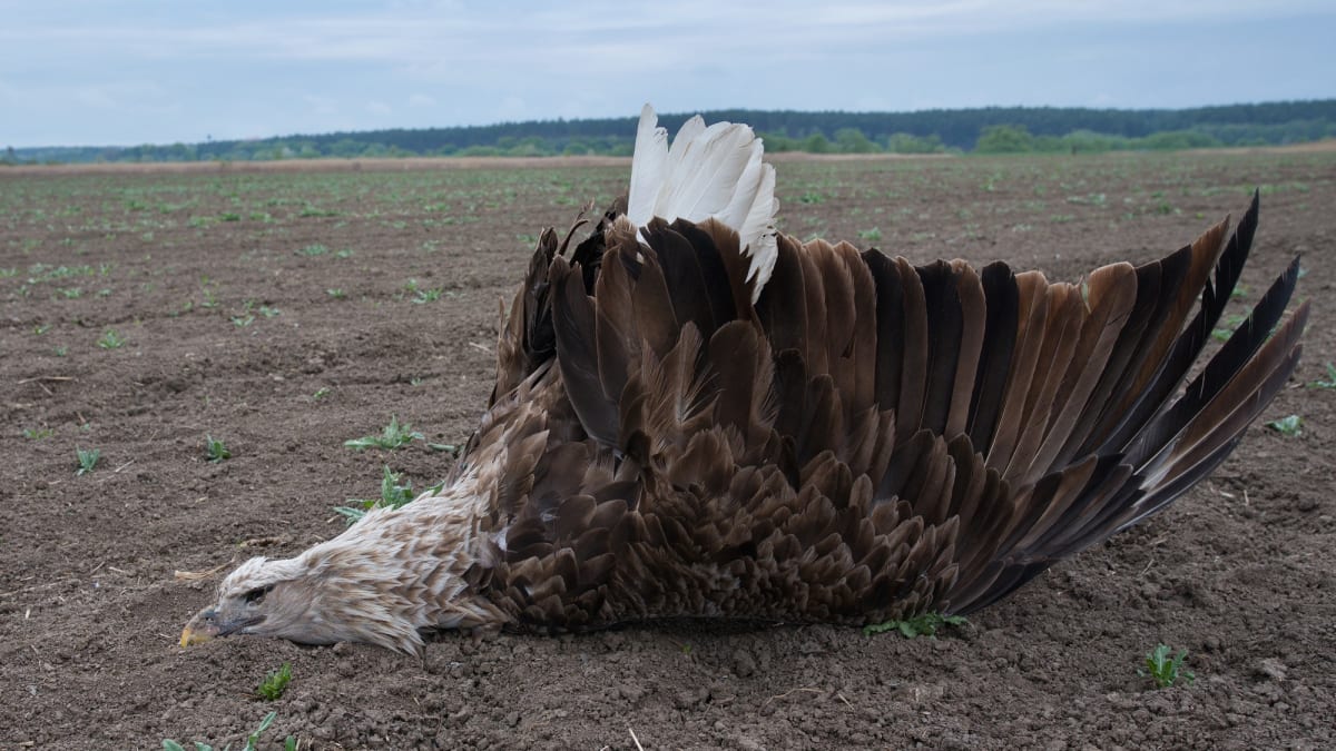 Samec orla mořského nalezený v Ptačí oblasti Bzenecká Doubrava  Strážnické Pomoraví. Foto: Martin Hrouzek/ČSO
