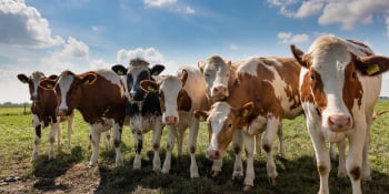 Dojírenský i žvýkací senzor:  Péči o krávy dnes výrazně usnadňuje robotizace