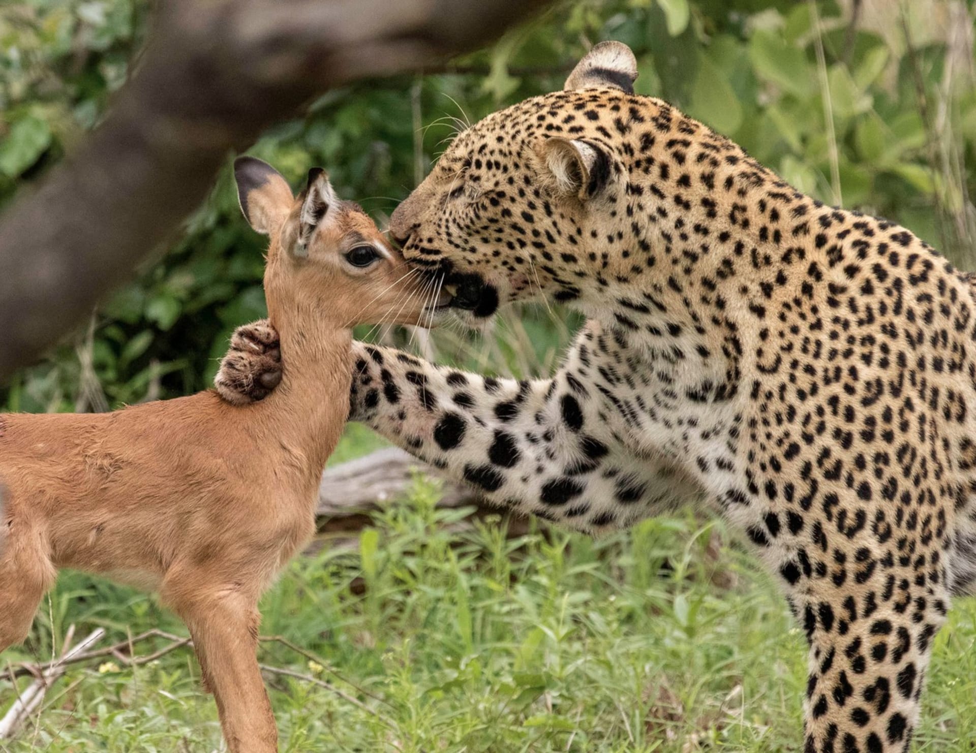 Kamarádi. Leopard dovádí s impalou v Krugerové národním parku v JAR.