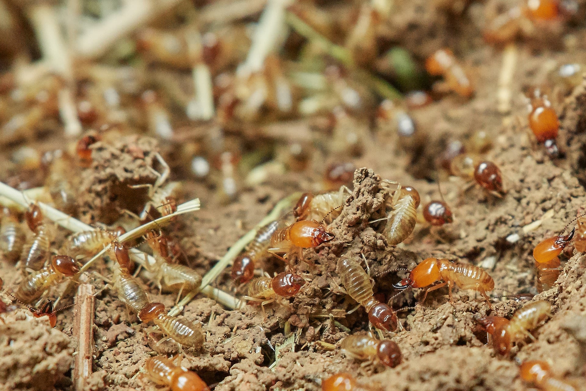 V jediném hnízdě najdeme až několik milionů jedinců. Podobně jako u včel i u termitů funguje dělba práce.