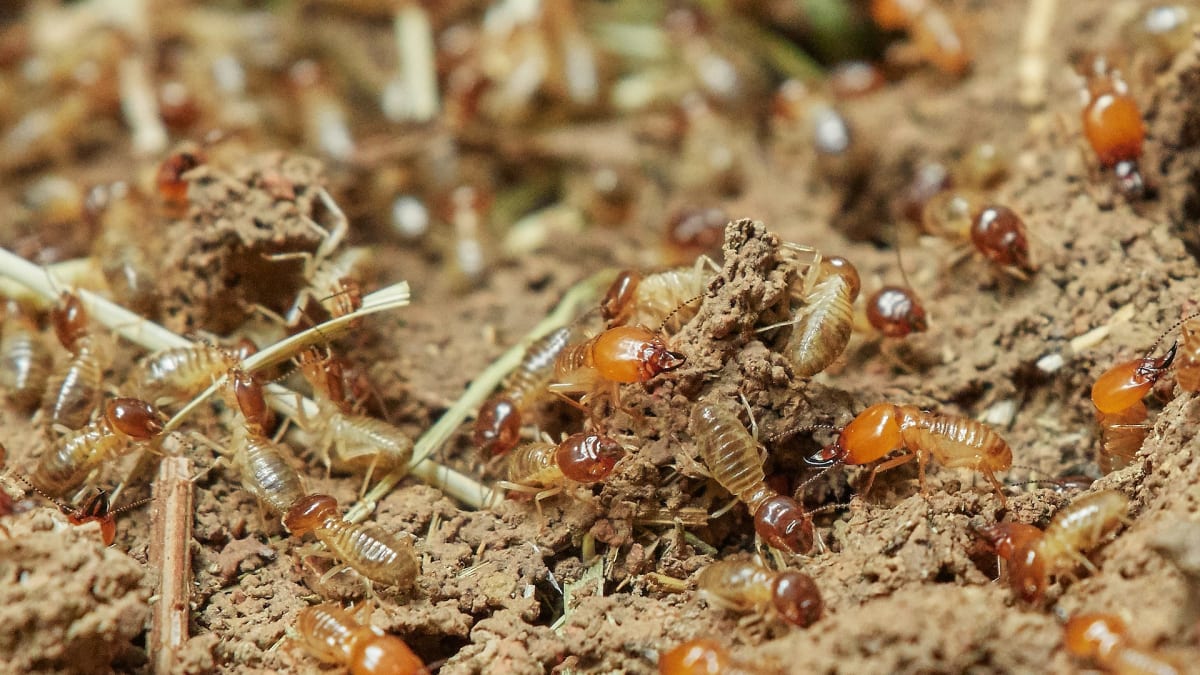 V jediném hnízdě najdeme až několik milionů jedinců. Podobně jako u včel i u termitů funguje dělba práce.
