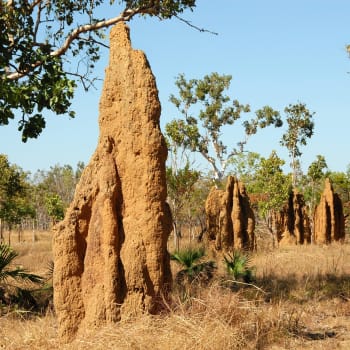 Pozoruhodné obří termití stavby slouží především k termoregulaci hnízda.