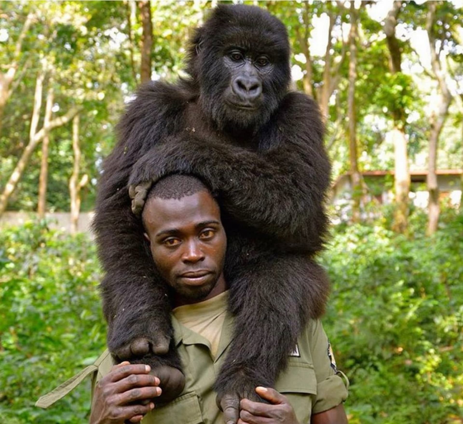 V mnoha parcích se rangeři starají i o osiřelá mláďata. Zdroj: Virunga National Park