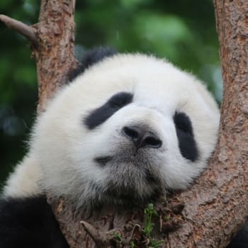 Pandy se vrací zpátky do Číny