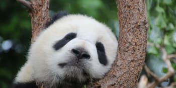 Pandy se vrací z kanadské zoo zpátky do Číny, kvůli koronaviru není bambus