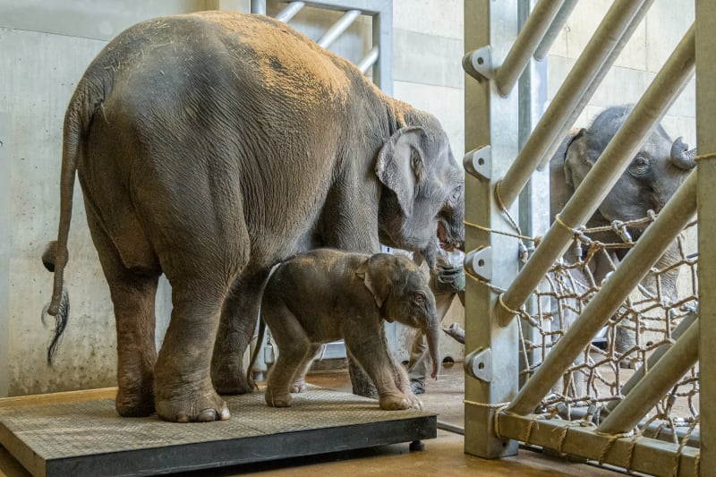 Zaměstnanci ZOO otevírají slonům přístup do venkovního areálu