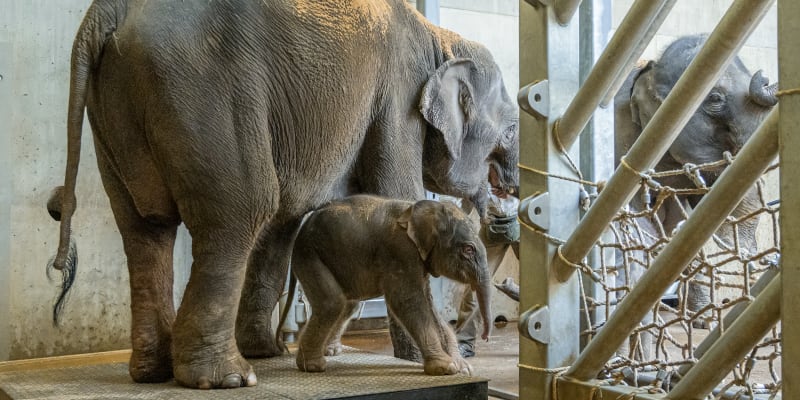 Zaměstnanci ZOO otevírají slonům přístup do venkovního areálu