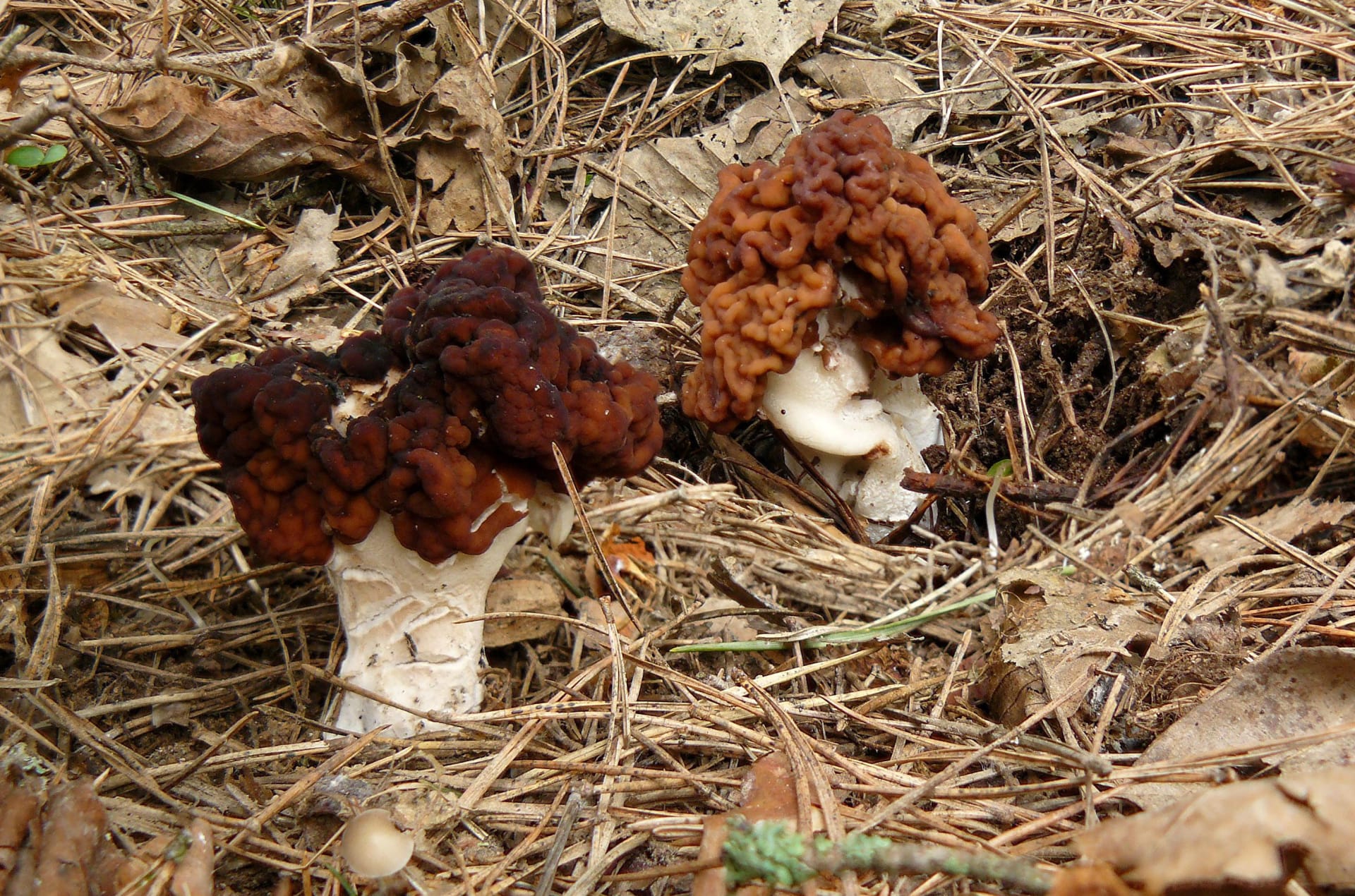Ucháč obecný je jedovatá houba.
