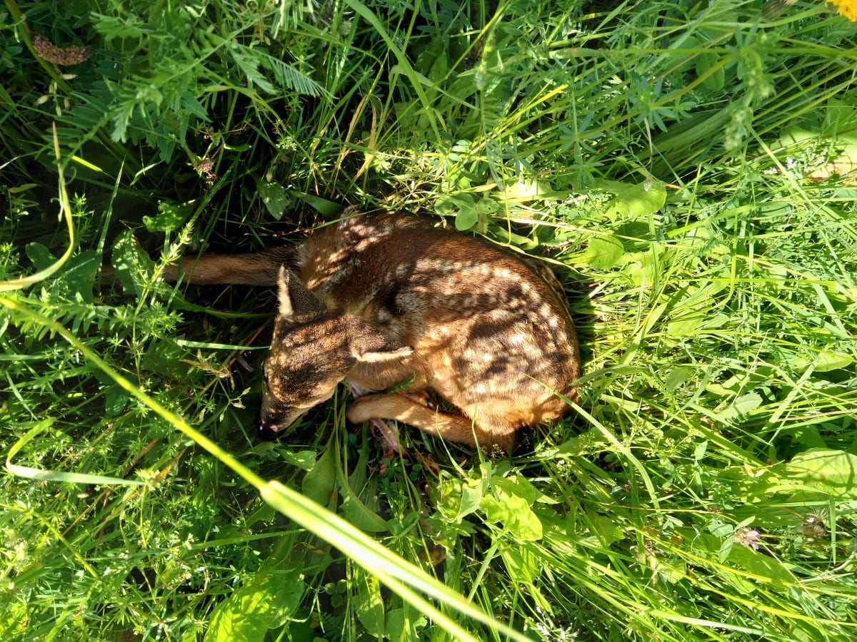 Srnky svá mláďata ukrývají do trávy, nikdy je ale úplně neopustí/Stop sečení srnčat